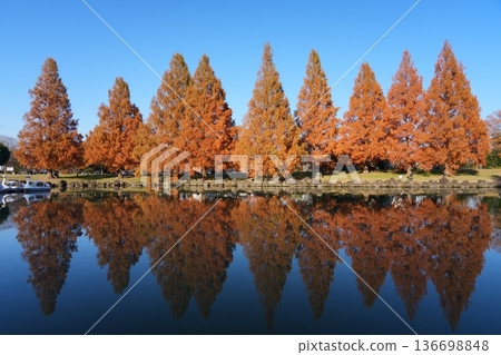 Reflection of autumn leaves on metasequoia trees at Kazo Hanasaki Park 136698848