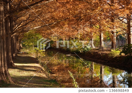 Metasequoia trees lined the Kazo Hanasaki Park 136698849