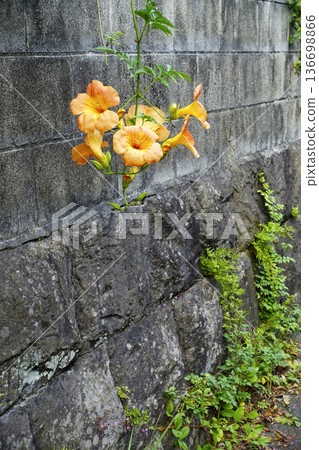 Orange Trumpet Creeper flowers hanging from a block wall in October Orange Trumpet Creeper flowers hanging from a block wall in October 136698866