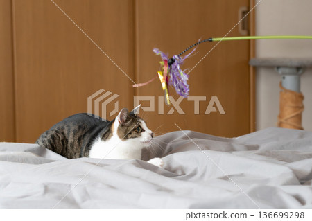 Cat playing with a toy, brown tabby cat Cat playing with a toy, brown tabby cat 136699298