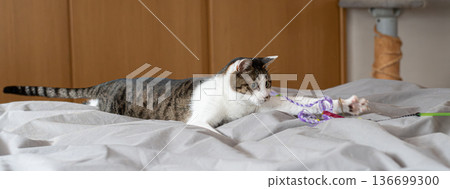 Cat playing with a toy, brown tabby cat Cat playing with a toy, brown tabby cat 136699300