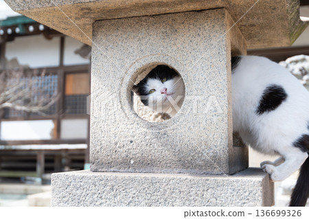 A cute cat relaxing on a stone lantern at a shrine 136699326