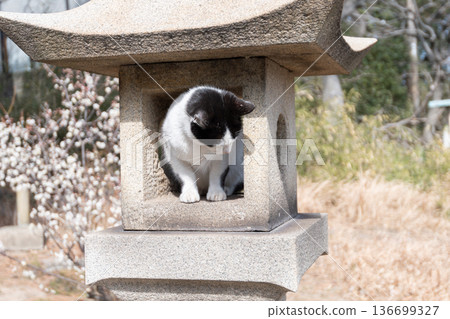 A cute cat relaxing on a stone lantern at a shrine A cute cat relaxing on a stone lantern at a shrine 136699327