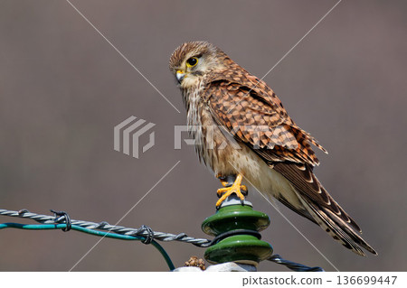 一隻雌性紅隼在高壓線上捕獵。 136699447