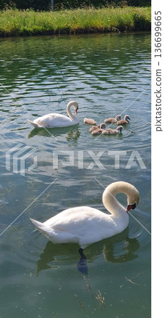 Phone photo of swan parents swimming with their babies. Gentle wildlife scene showing family behavior, nature, and calm water outdoors Alsace 136699665