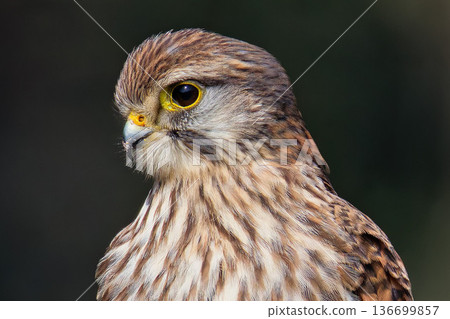 雌性紅隼臉部特寫 136699857