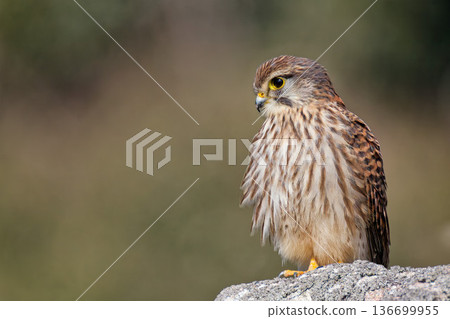 一隻雌性紅隼在岩石間搜尋獵物。 136699955