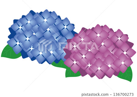 Blue and pink hydrangea illustration material Path data Blue and pink hydrangea illustration material Path data 136700273
