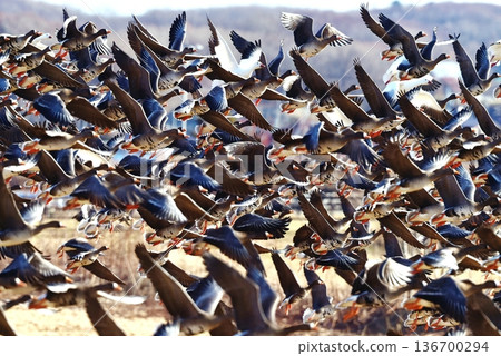 鳥兒們聚在一起！ 136700294