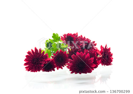 Beautiful red chrysanthemum flowers isolated on white background Beautiful red chrysanthemum flowers isolated on white background 136700299