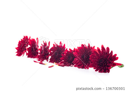 Macro view of red chrysanthemum petals with green leaves Macro view of red chrysanthemum petals with green leaves 136700301