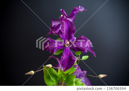 holiday card with clematis isolated on black background holiday card with clematis isolated on black background 136700304