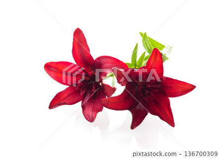 Bright petals of two red lilies isolated Bright petals of two red lilies isolated 136700309