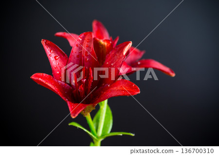 Two large red lilies on black background Two large red lilies on black background 136700310