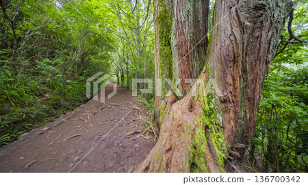 Levada do Caldeirao Verde, Madeira, Portugal 136700342