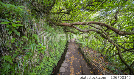 Levada do Caldeirao Verde, Madeira, Portugal Levada do Caldeirao Verde, Madeira, Portugal 136700343