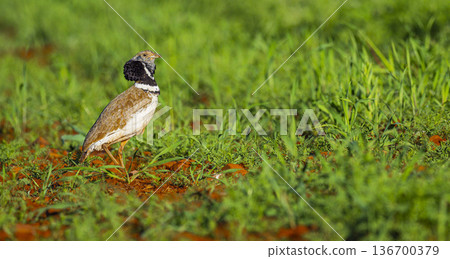 Little Bustard, Spain 136700379