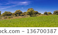 Agricultural Fields and Holm Oak Pasture, Spain 136700387