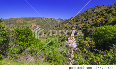 White Asphodel, Arribes del Duero Natural Park 136700388