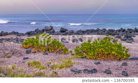 Coastal Vegetation, Gaapagos National Park Coastal Vegetation, Gaapagos National Park 136700395