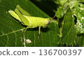 Tropical Grasshopper, Amazonia 136700397