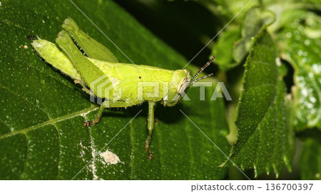 Tropical Grasshopper, Amazonia 136700397