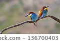 Bee-eater, Spain 136700403