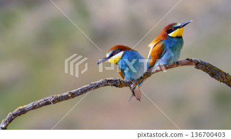 Bee-eater, Spain Bee-eater, Spain 136700403