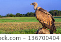 Eurasian Griffon Vulture, Spain 136700404