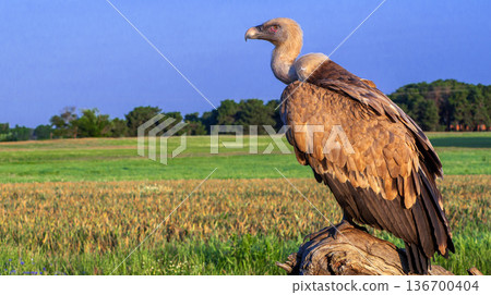 Eurasian Griffon Vulture, Spain Eurasian Griffon Vulture, Spain 136700404
