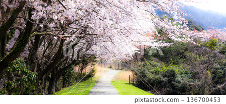 A row of cherry blossoms in full bloom on a calm spring day in Kami Town, Hyogo Prefecture A row of cherry blossoms in full bloom on a calm spring day in Kami Town, Hyogo Prefecture 136700453