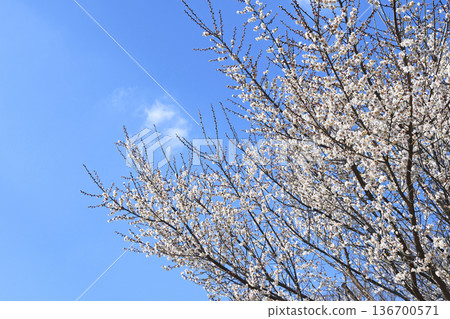 Plum blossom  136700571