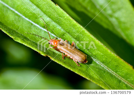 The umbrella-shaped polycotyledon, or red soft-bodied beetle, is a species of soft-bodied beetle that sits on a green leaf. 136700579