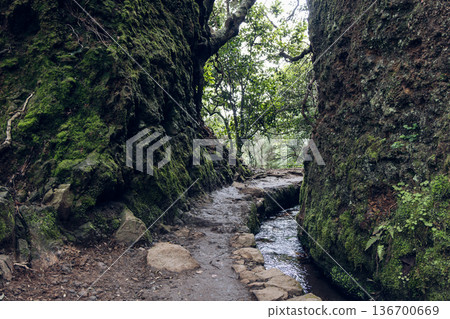 Ground level view on Levada do Caldeirao Verde PR9 Madeira, wet path and channel in mossy rock cleft 136700669