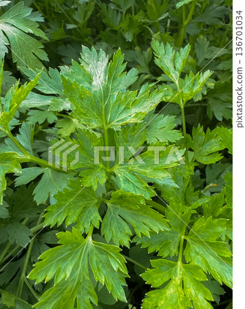 Homegrown flat-leaf parsley growing densely in natural sunlight 136701034