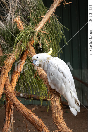 Sulphur-crested cockatoo perched on a tree branch on Kangaroo Island 136701131