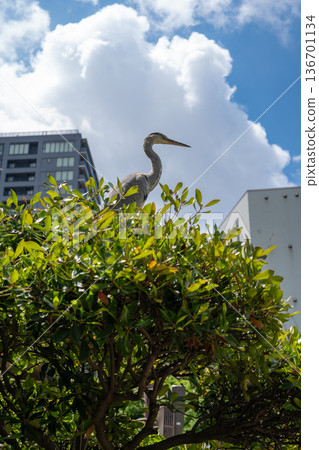 Grey heron perched on bush in Tennoji Park, Osaka 136701134