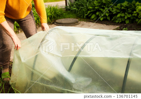 Woman building a DIY low film tunnel greenhouse in a garden for sustainable agriculture and plant protection. low tunnel Woman building a DIY low film tunnel greenhouse in a garden for sustainable agriculture and plant protection. low tunnel 136701145