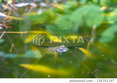 Frog swimming in a quiet pond in Takayama, Japan 136701147