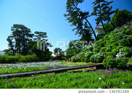小田原城 136701389