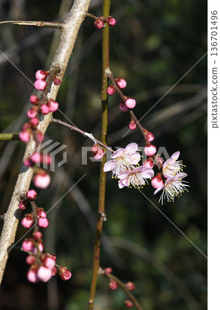 叼著梅花 136701496