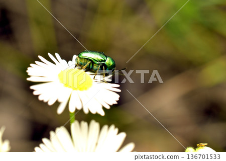 The sorrel leaf beetle is a species of beetle of the subfamily Chrysomelinae from the family of leaf beetles, sitting on a flower. The sorrel leaf beetle is a species of beetle of the subfamily Chrysomelinae from the family of leaf beetles, sitting on a flower. 136701533
