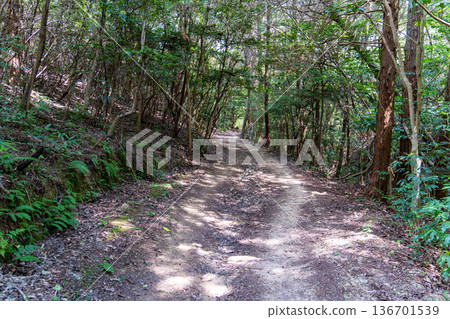 Summer Bird Forest Promenade, Higashi Ward, Okayama City, Okayama Prefecture 136701539