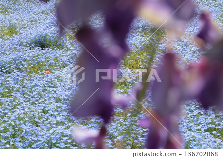 紫藤和粉蝶花背景 136702068