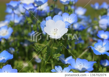 白色Nemophila 136702074