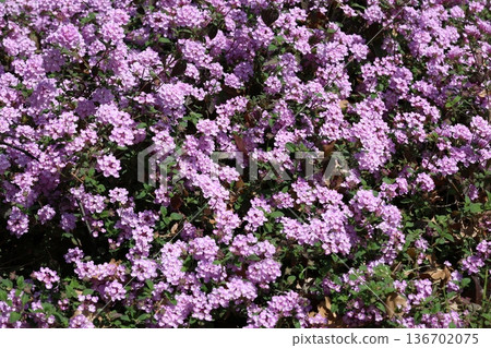 紫花 136702075