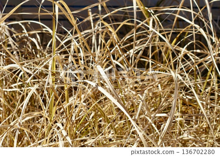 Withered grass 136702280