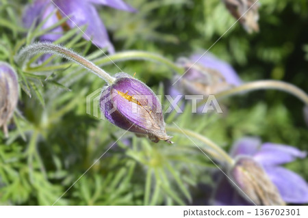 Pasque flower Pasque flower 136702301