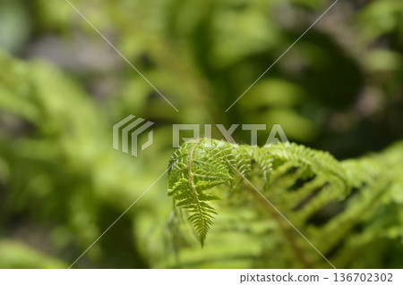 Hard shield-fern Hard shield-fern 136702302