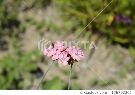 Gulias Dianthus Gulias Dianthus 136702305